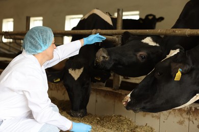Photo of Veterinarian with cute cows inside cowshed in dairy farm