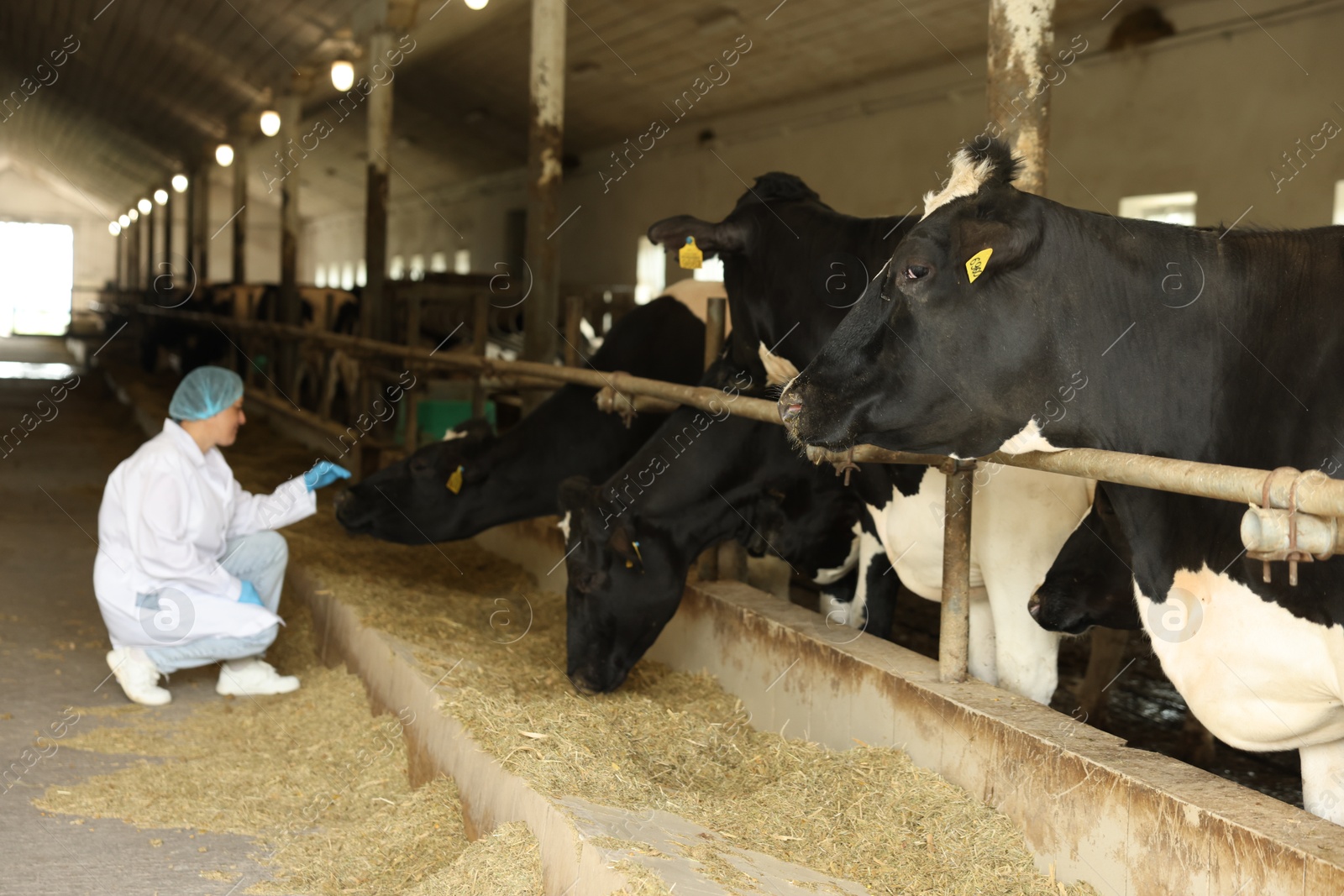 Photo of Veterinarian with cute cows inside cowshed in dairy farm, selective focus