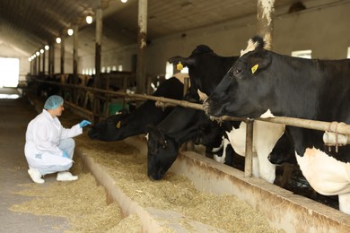 Photo of Veterinarian with cute cows inside cowshed in dairy farm, selective focus