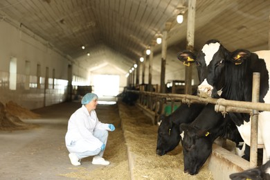 Photo of Veterinarian with cute cows inside cowshed in dairy farm, selective focus