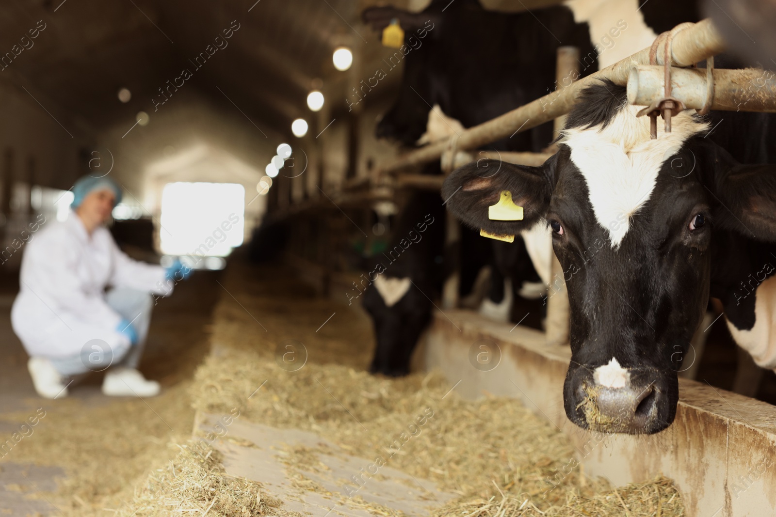 Veterinarian with cute cows inside cowshed in dairy farm, selective focus Photo of Veterinarian with cute cows inside cowshed in dairy farm, selective focus
