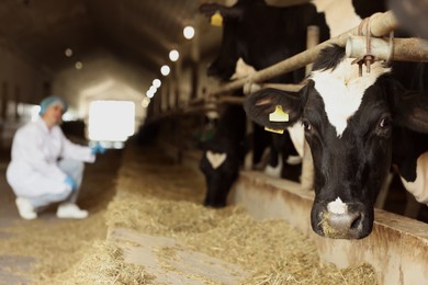 Photo of Veterinarian with cute cows inside cowshed in dairy farm, selective focus