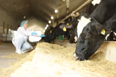 Photo of Veterinarian with cute cows inside cowshed in dairy farm, selective focus