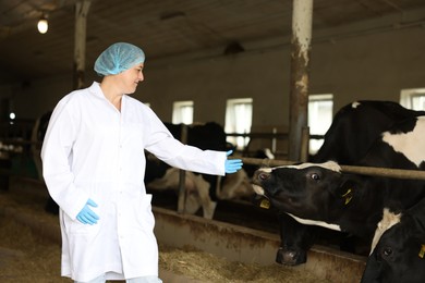 Photo of Veterinarian with cute cows inside cowshed in dairy farm, space for text