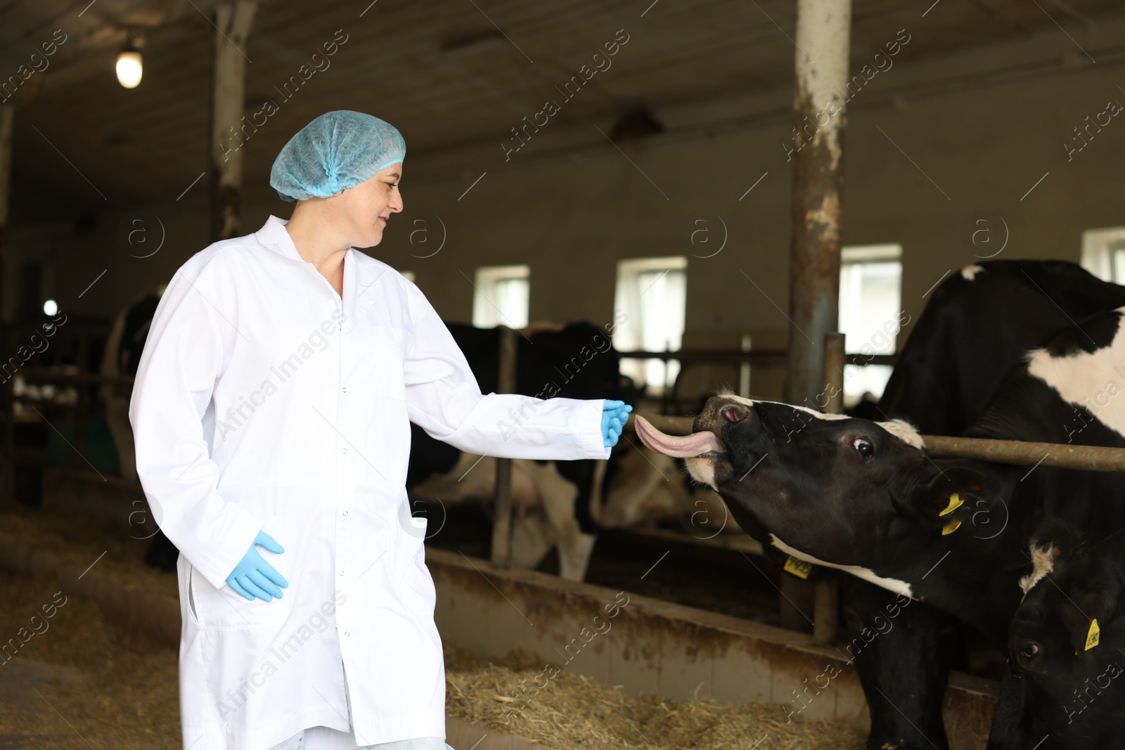 Photo of Veterinarian with cute cows inside cowshed in dairy farm, space for text