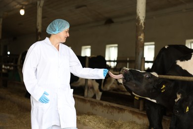 Photo of Veterinarian with cute cows inside cowshed in dairy farm, space for text