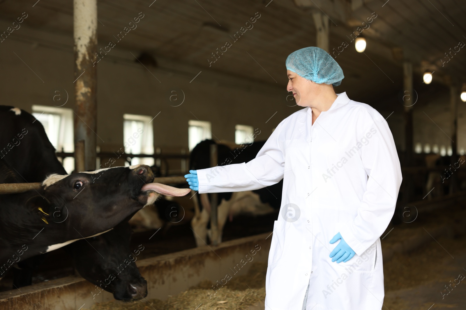Photo of Veterinarian with cute cows inside cowshed in dairy farm, space for text
