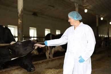 Photo of Veterinarian with cute cows inside cowshed in dairy farm, space for text