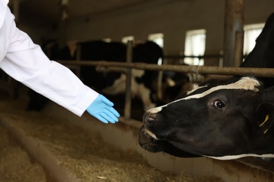 Photo of Veterinarian with cute cows inside cowshed in dairy farm, closeup