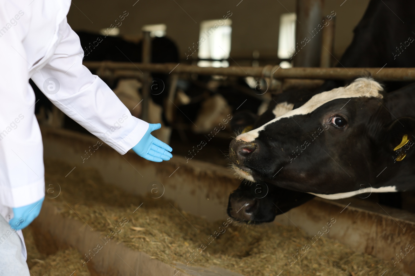 Photo of Veterinarian with cute cows inside cowshed in dairy farm, closeup