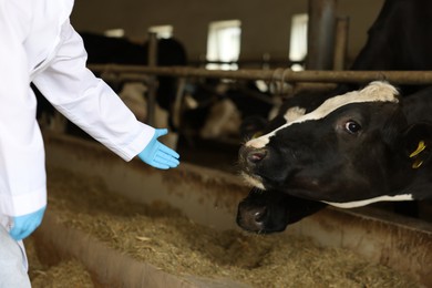 Photo of Veterinarian with cute cows inside cowshed in dairy farm, closeup