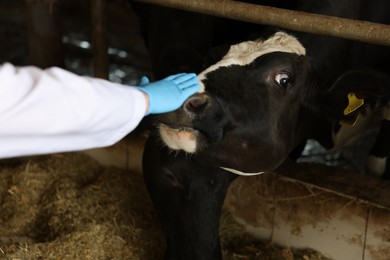 Photo of Veterinarian with cute cows inside cowshed in dairy farm, closeup