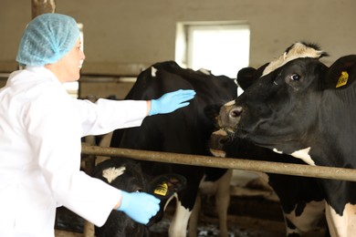 Photo of Veterinarian with cute cows inside cowshed in dairy farm