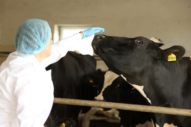 Photo of Veterinarian with cute cows inside cowshed in dairy farm