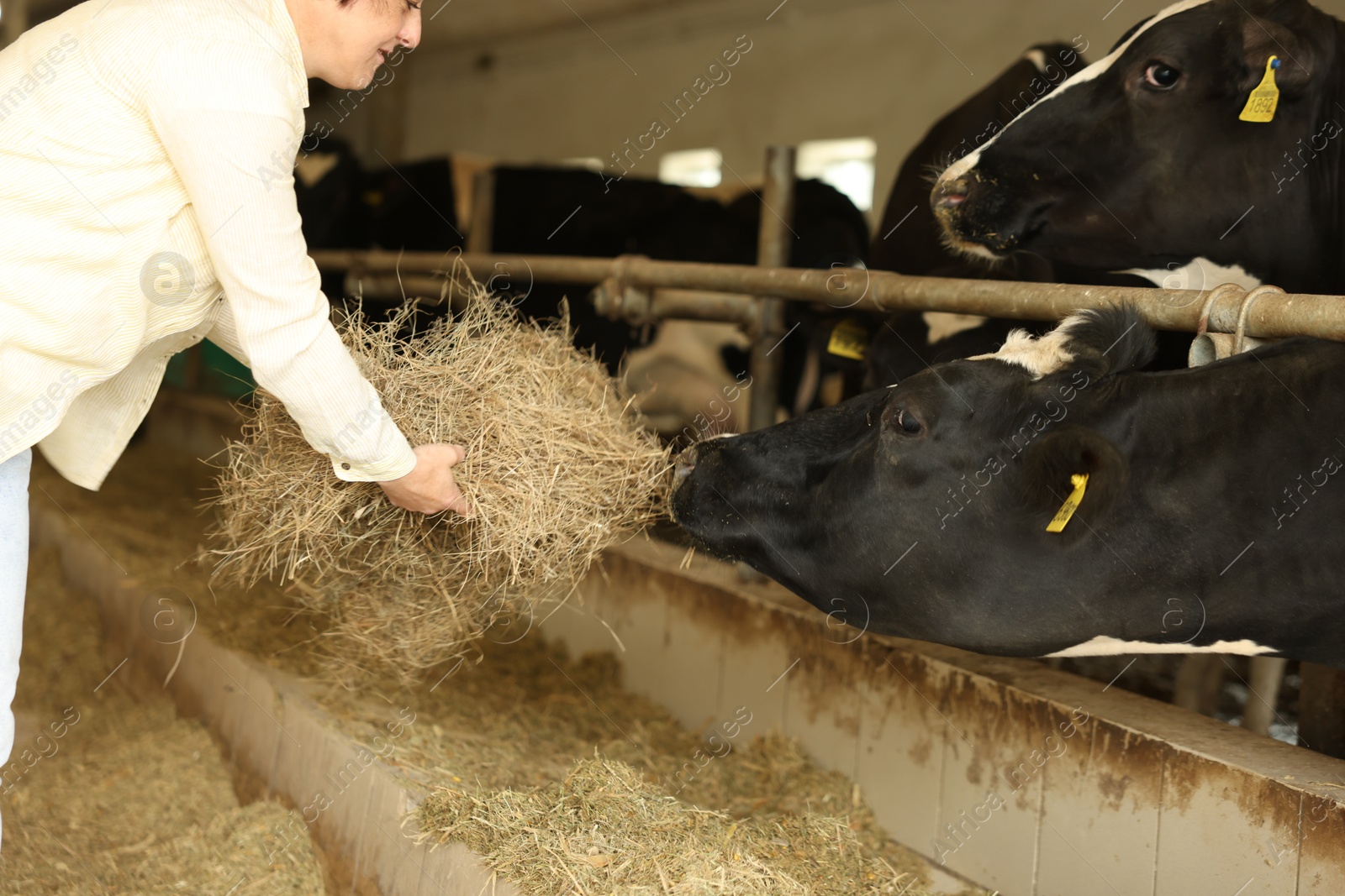 Photo of Farmer feeding hay to cute cows inside cowshed in dairy farm, closeup