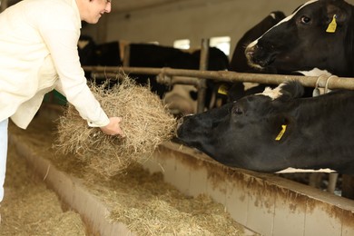 Photo of Farmer feeding hay to cute cows inside cowshed in dairy farm, closeup