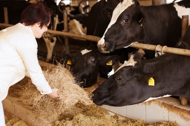 Photo of Farmer feeding hay to cute cows inside cowshed in dairy farm