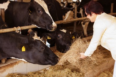 Photo of Farmer feeding hay to cute cows inside cowshed in dairy farm