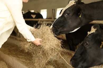 Photo of Farmer feeding hay to cute cows inside cowshed in dairy farm, closeup