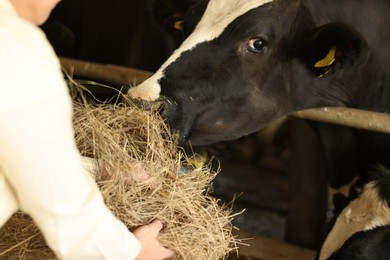 Photo of Farmer feeding hay to cute cow inside cowshed in dairy farm, closeup