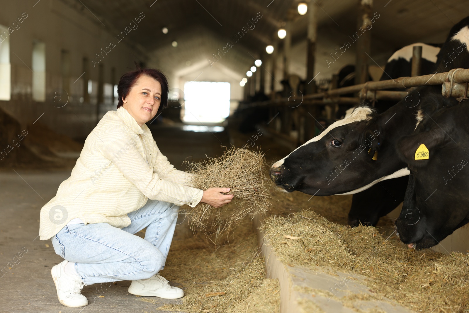 Photo of Farmer feeding hay to cute cows inside cowshed in dairy farm
