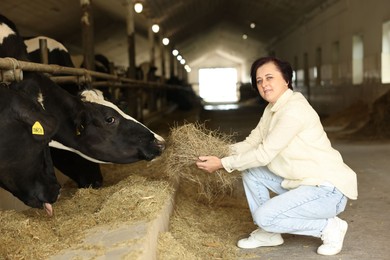 Photo of Farmer feeding hay to cute cows inside cowshed in dairy farm