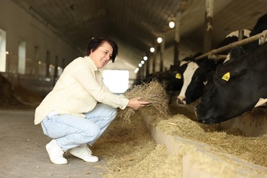 Photo of Farmer feeding hay to cute cows inside cowshed in dairy farm
