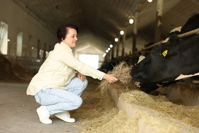Photo of Farmer feeding hay to cute cows inside cowshed in dairy farm
