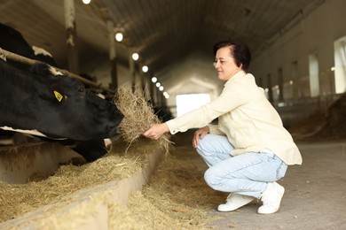 Photo of Farmer feeding hay to cute cows inside cowshed in dairy farm
