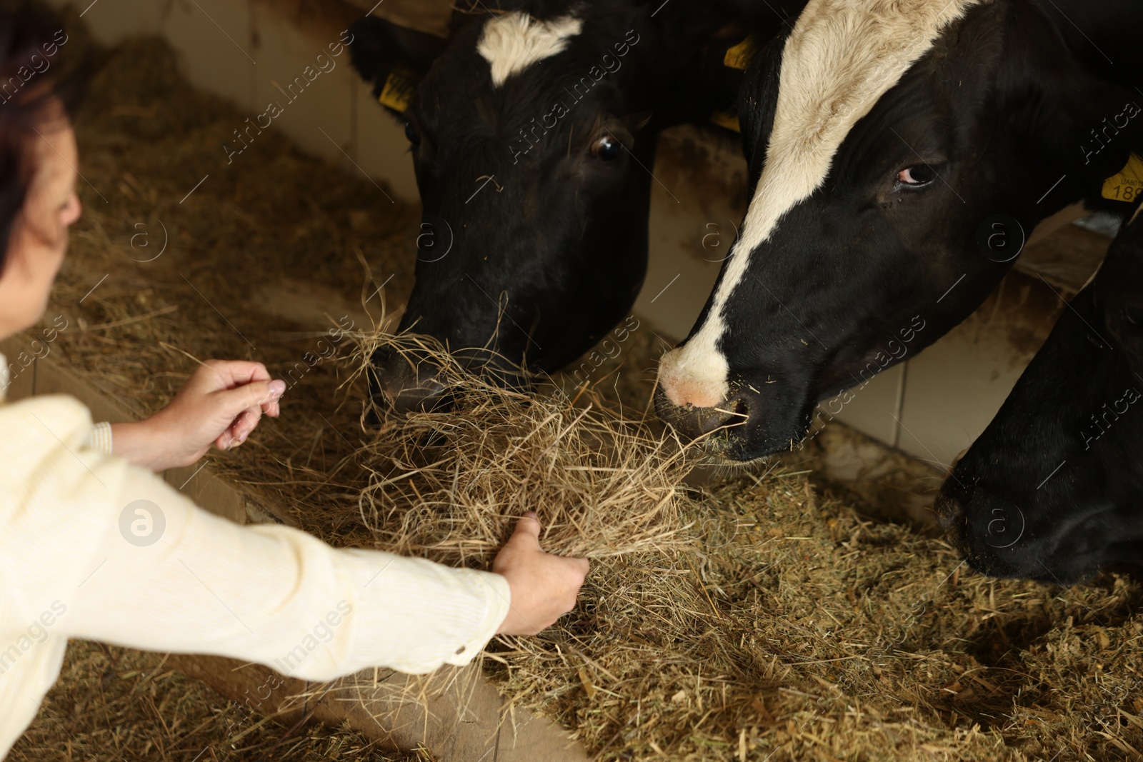 Photo of Farmer feeding hay to cute cows inside cowshed in dairy farm, closeup