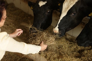 Photo of Farmer feeding hay to cute cows inside cowshed in dairy farm, closeup