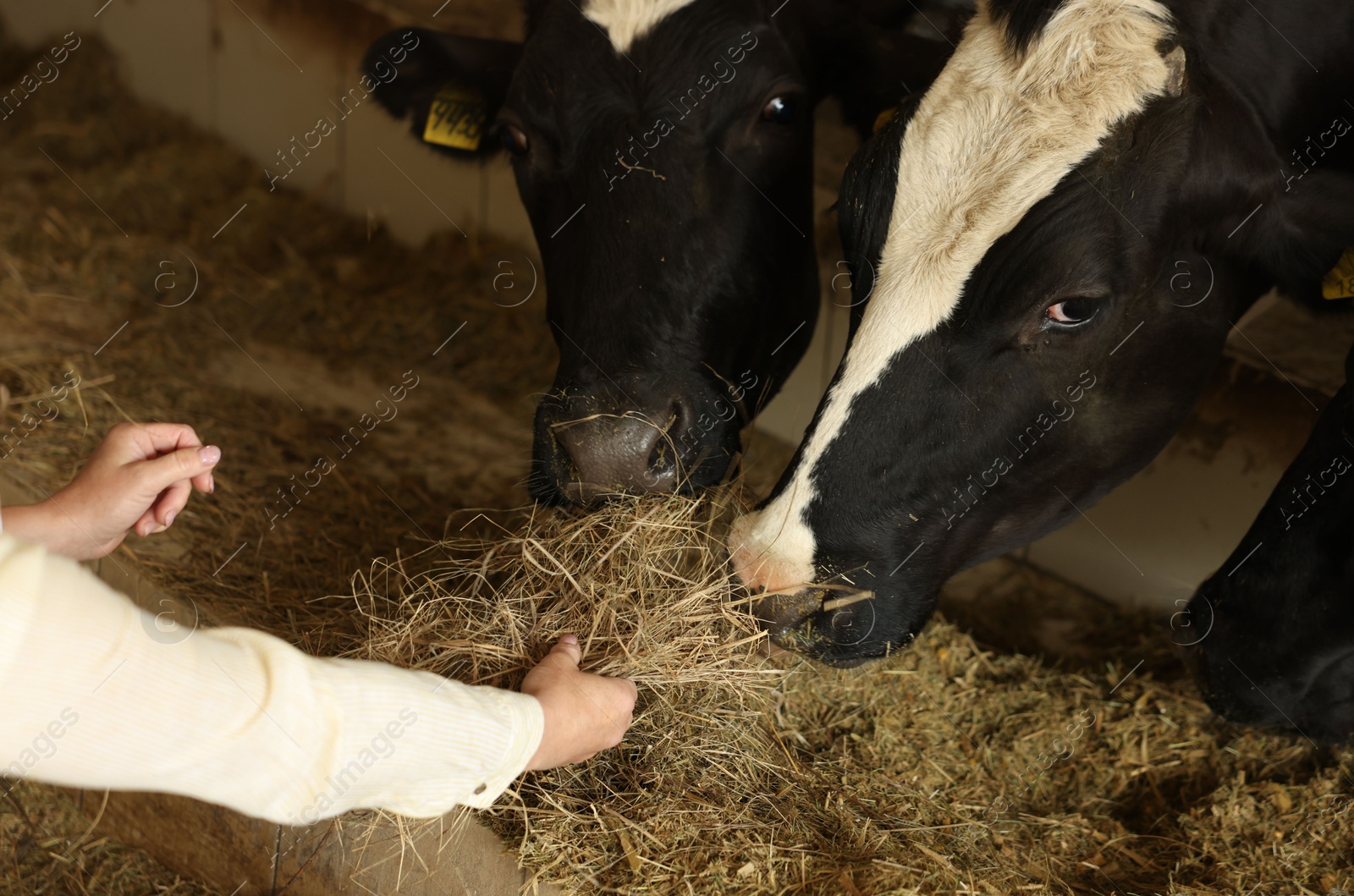 Photo of Farmer feeding hay to cute cows inside cowshed in dairy farm, closeup