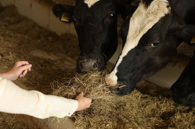 Photo of Farmer feeding hay to cute cows inside cowshed in dairy farm, closeup