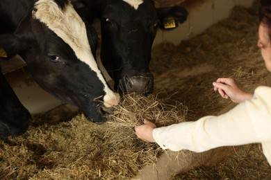 Photo of Farmer feeding hay to cute cows inside cowshed in dairy farm, closeup