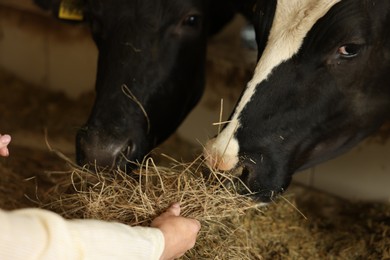 Photo of Farmer feeding hay to cute cows inside cowshed in dairy farm, closeup