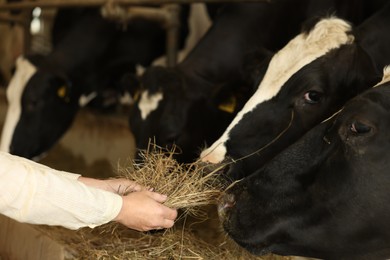 Photo of Farmer feeding hay to cute cows inside cowshed in dairy farm, closeup