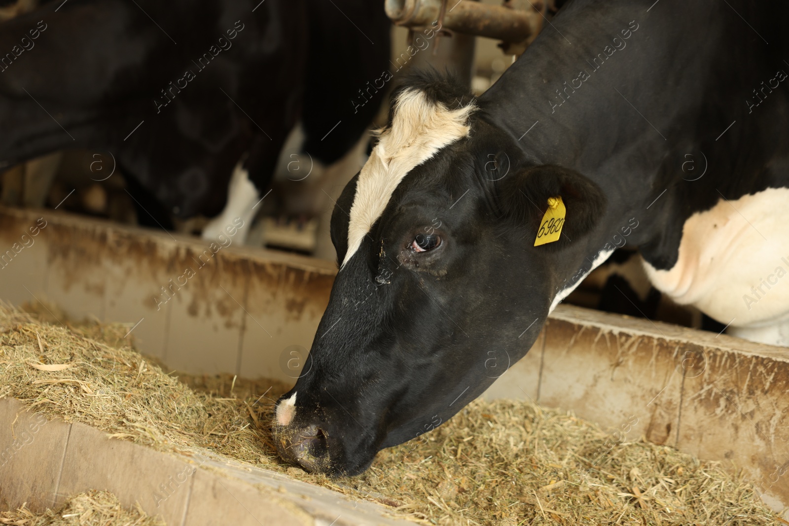 Photo of Cute cows eating hay near fence inside cowshed in dairy farm