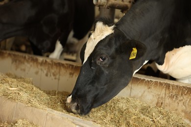 Photo of Cute cows eating hay near fence inside cowshed in dairy farm