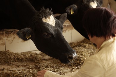 Photo of Farmer with cute cows inside cowshed in dairy farm