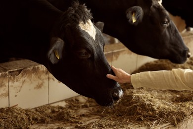 Photo of Farmer with cute cows inside cowshed in dairy farm, closeup