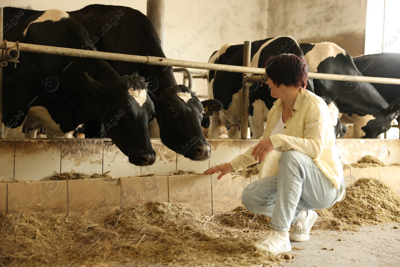 Photo of Farmer with cute cows inside cowshed in dairy farm