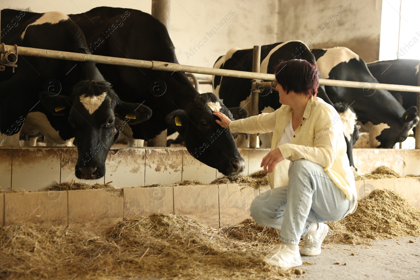 Photo of Farmer with cute cows inside cowshed in dairy farm