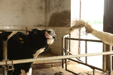 Photo of Farmer feeding hay to cute cow inside cowshed in dairy farm, closeup