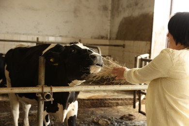 Photo of Farmer feeding hay to cute cow inside cowshed in dairy farm, closeup