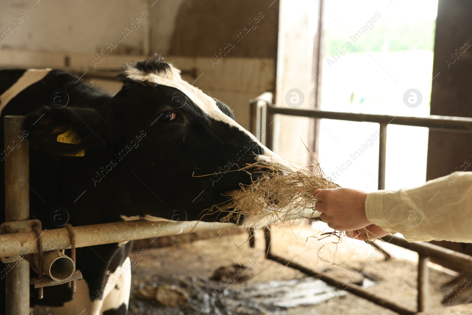 Photo of Farmer feeding hay to cute cow inside cowshed in dairy farm, closeup