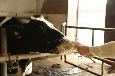Photo of Farmer feeding hay to cute cow inside cowshed in dairy farm, closeup