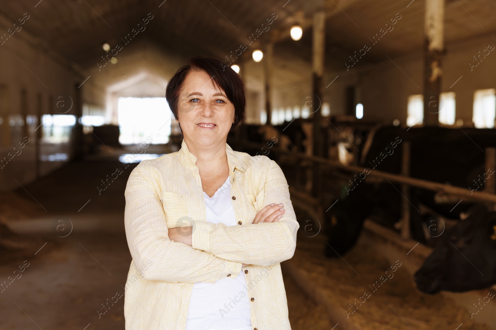 Photo of Portrait of farmer near cute cows inside cowshed in dairy farm