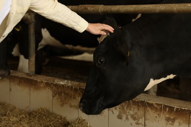 Photo of Farmer with cute cows inside cowshed in dairy farm, closeup