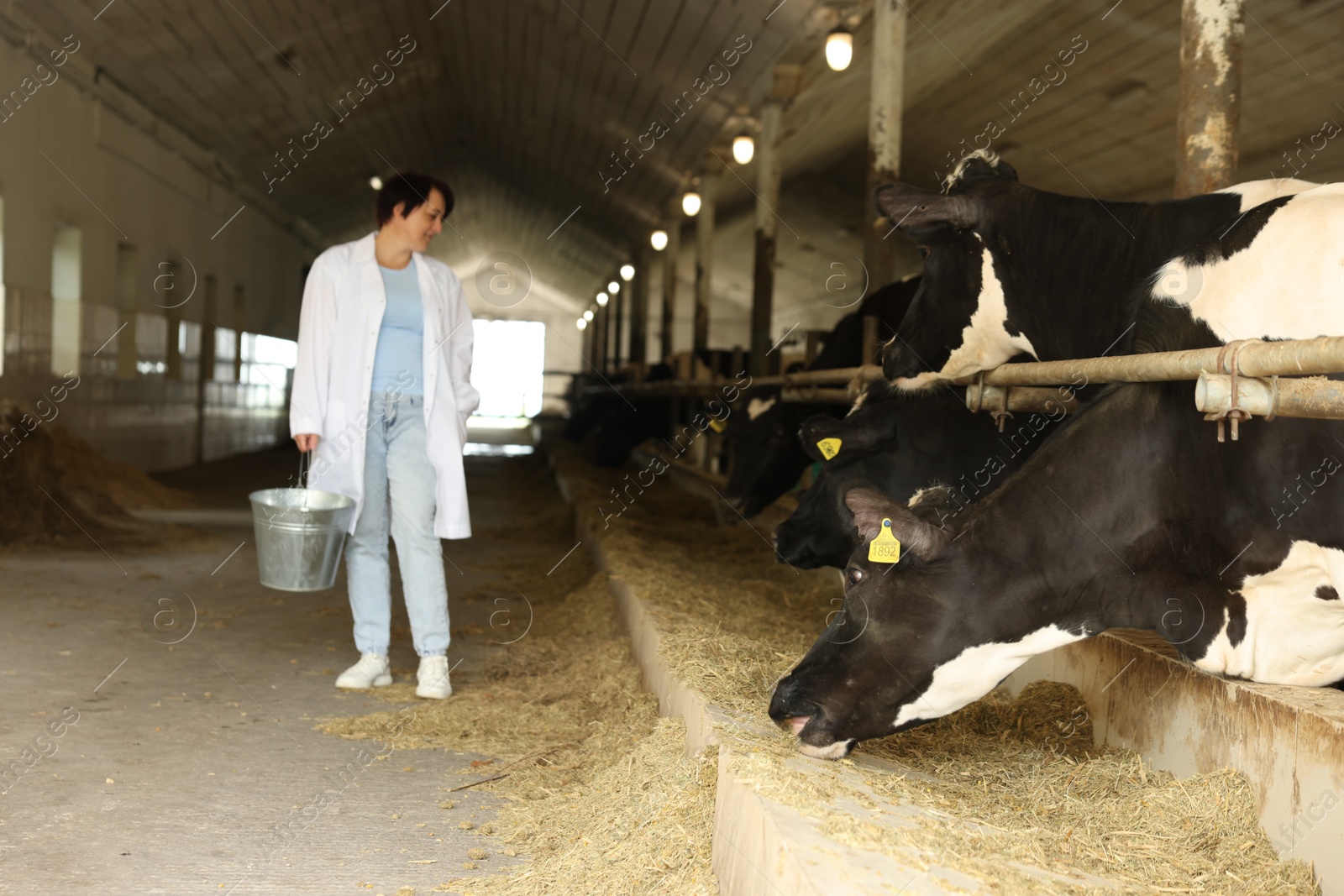 Photo of Farmer with cute cows inside cowshed in dairy farm, selective focus