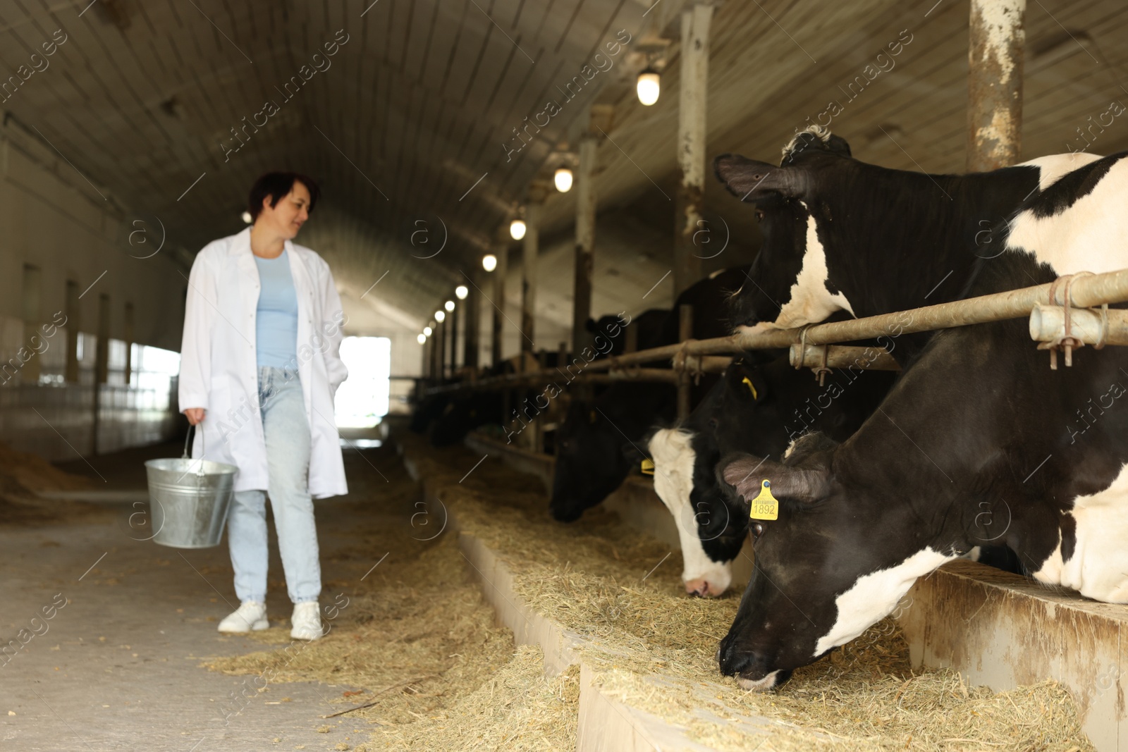 Photo of Farmer with cute cows inside cowshed in dairy farm, selective focus